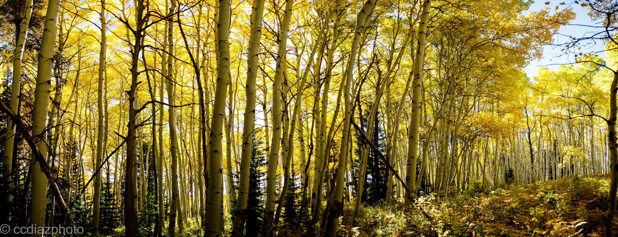 Colorado Fall Colors