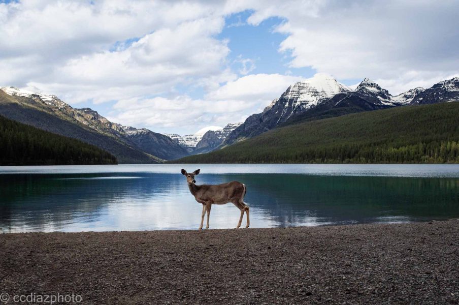 Glacier, National Park