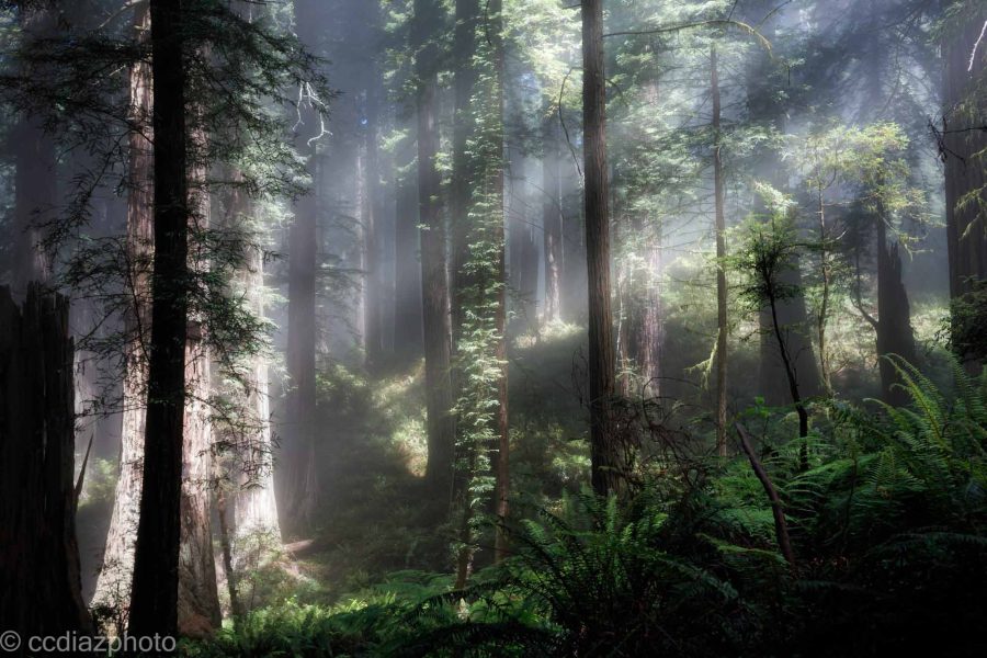 Redwoods, California